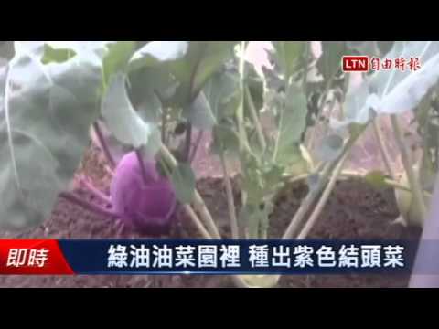 綠油油菜園裡 種出紫色結頭菜 - 綠油油菜園裡 種出紫色結頭菜