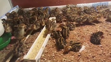 Úm Cút Như Thế Nào Cho Hiệu Quả Ít Chết Cút ?