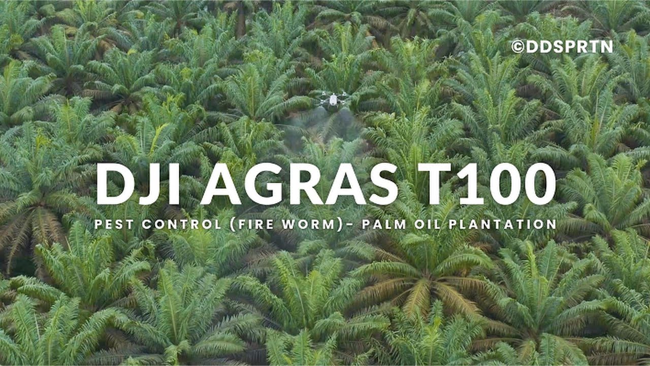 2. DJI Agras T100 - Pest Control (Fire Worm) - Palm Oil Plantation