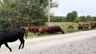 Can your cows wean off a calf, 100% of their bodyweight in 4 months? Sheep do it every year!!