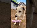 Perrito estás triste mira su video#dog#dogs#dogshorts#doglife#shortvideo#shortsfeed#short#shorts