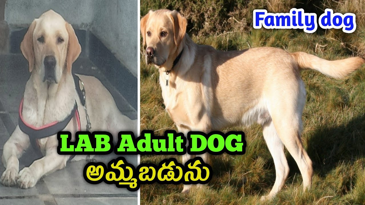 good quality Labrador adult dog for sale in telugu/ 7675887536 / dog