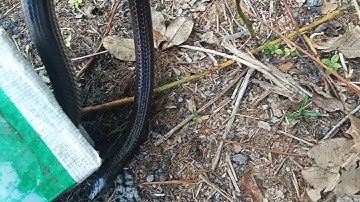 thăm bẫy rắn và cái kết của kẻ không mời mà đến