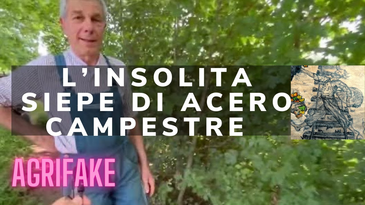 L’INSOLITA SIEPE DI ACERO CAMPESTRE