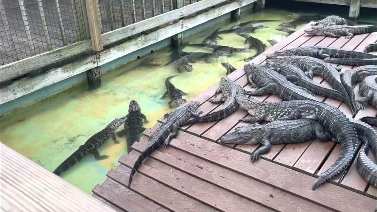 Baby Alligators Hanging OutGatorland, Florida YouTube