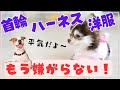 【犬 しつけ】首輪・ハーネス・洋服を嫌がるワンちゃんの為に。上手な慣らし方と苦手克服方法を教えます★