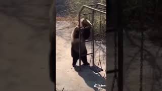 The Dancing Bear