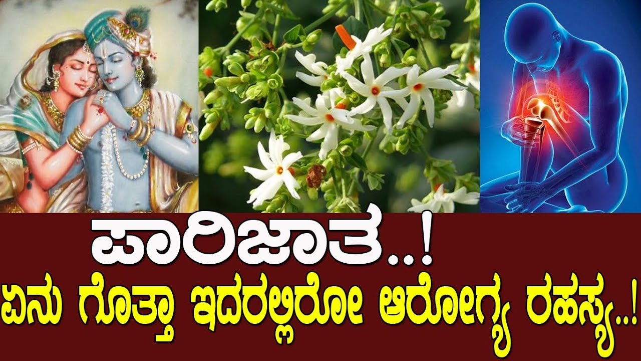 ಪಾರಿಜಾತ..! ಏನು ಗೊತ್ತಾ..ಇದರಲ್ಲಿರೋ ಆರೋಗ್ಯ ರಹಸ್ಯ..? the story of night-blooming jasmine..!