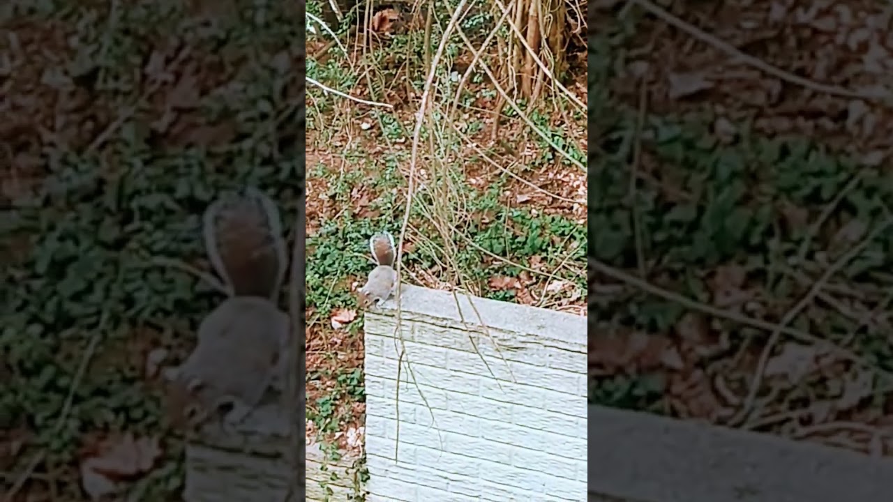 A day with our squirrels & birds. Someone keeps dumping the bird bath. Kid just learning to film