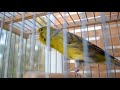 First Canary singing after molting - Canary &#39;s training song -2023