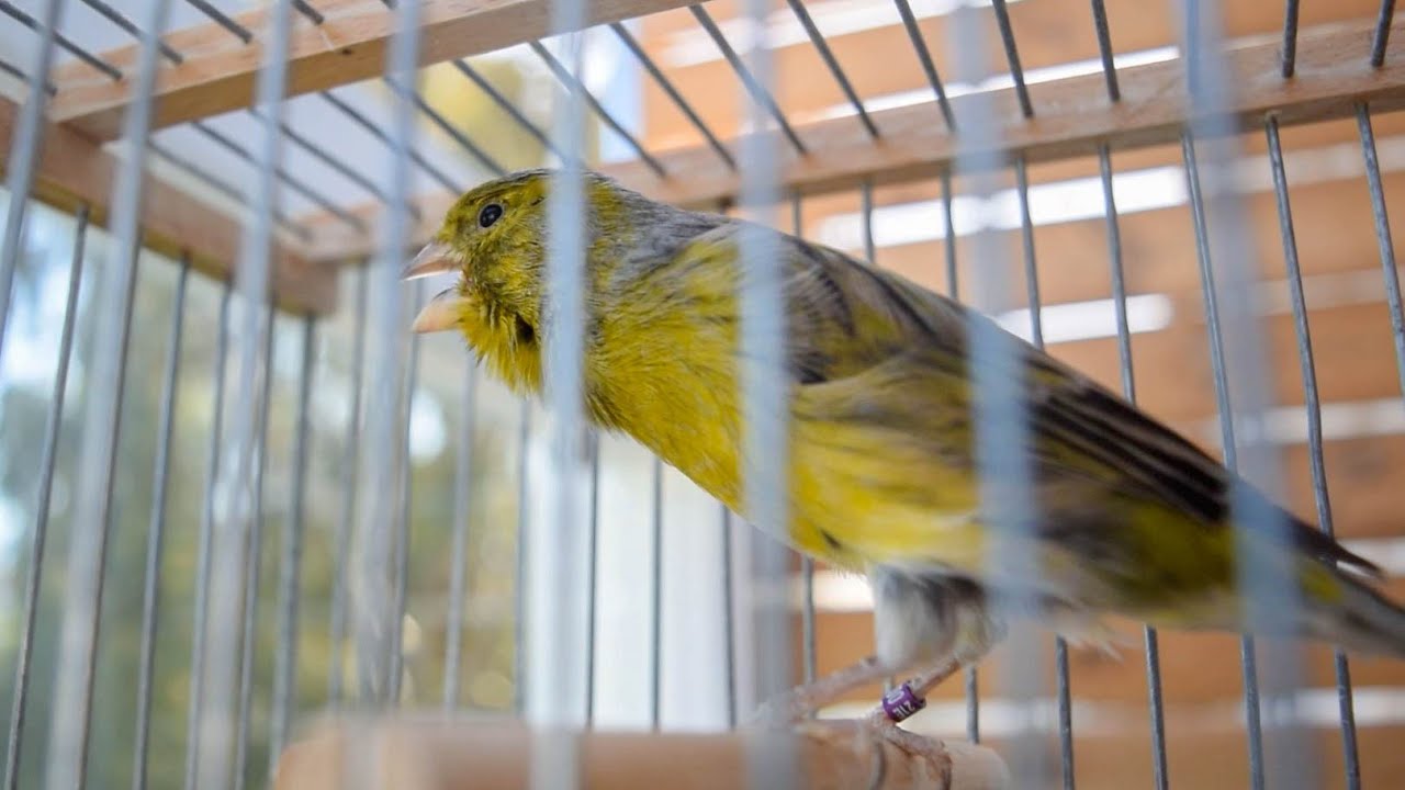Training A Canary To Sing While Molting photo
