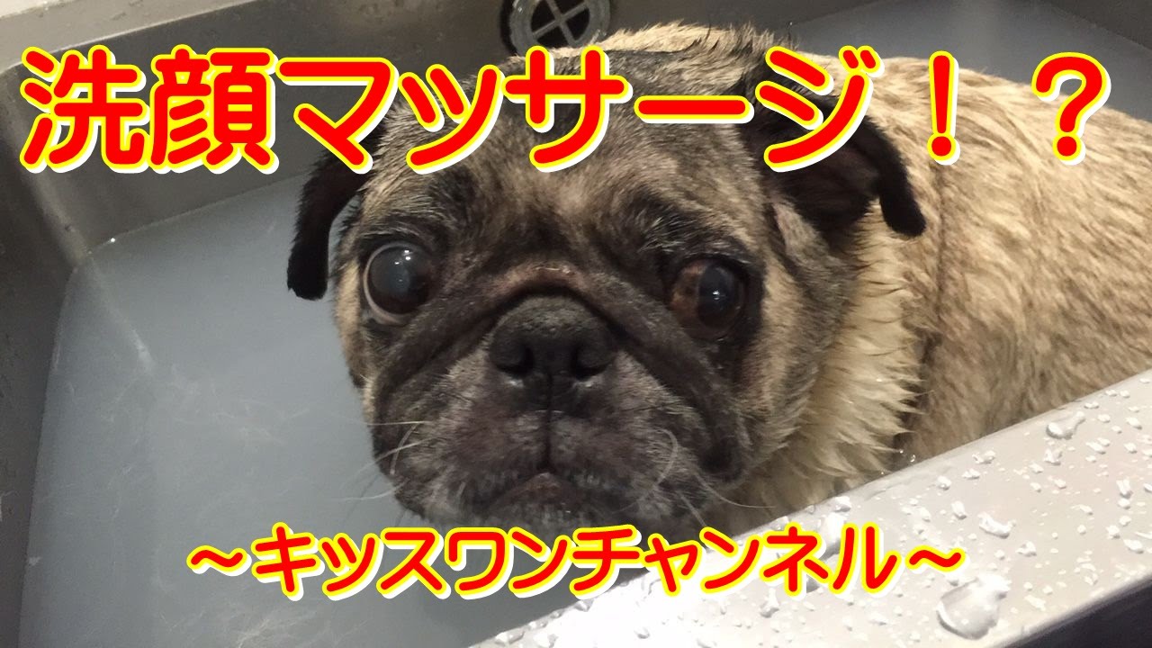 洗顔マッサージ 東京世田谷区 大型犬 0023 ブルドッグのちゃちゃちゃん シャンプーをされているのですが顔をマッサージされながら現れている姿がとても迷惑そうでとってもかわいいです 見ていると Youtube
