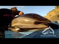 лечение дельфинов