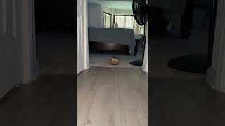 Gizmo checking in! #dogshorts #tinydog #yorkie