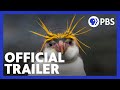 Penguin Species and Adaptations