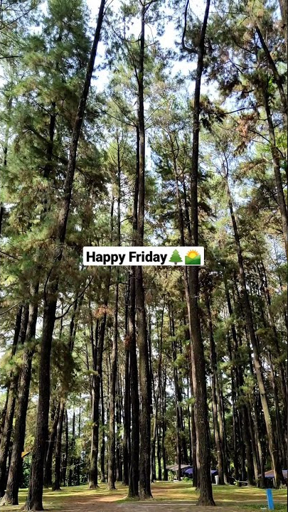 Pagi Hari di Cipaniis #holiday #hutanpinus #visitkuningan #trip