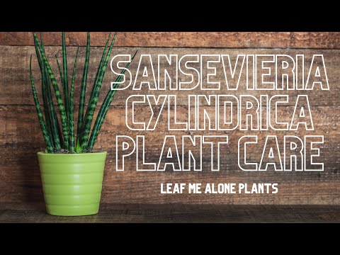 Sansevieria Cylindrica (African Spear) Plant Care Guide For Beginners (Plant Giveaway)