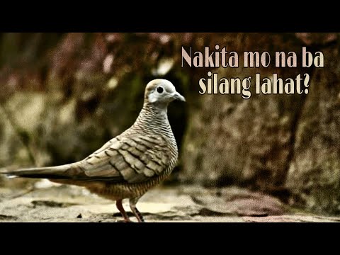 Video: Anong Uri Ng Ibon Ang Isang Starling