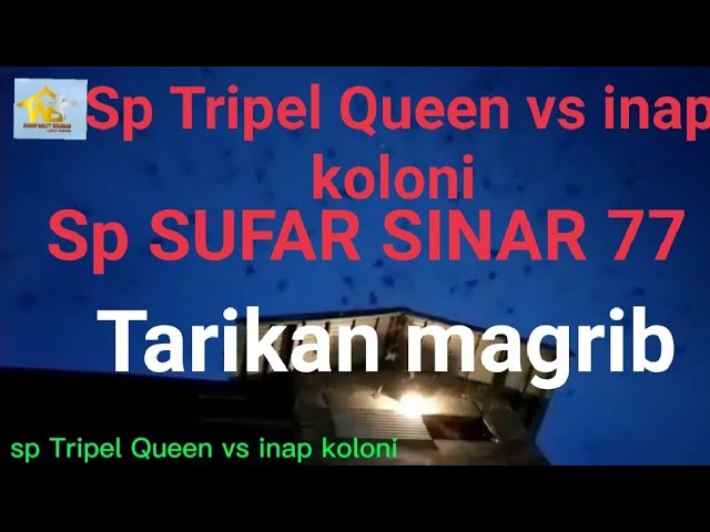 Sp  Tripel Queen vs inap koloni SUFAR SINAR 77 Viraallll 😱 class=