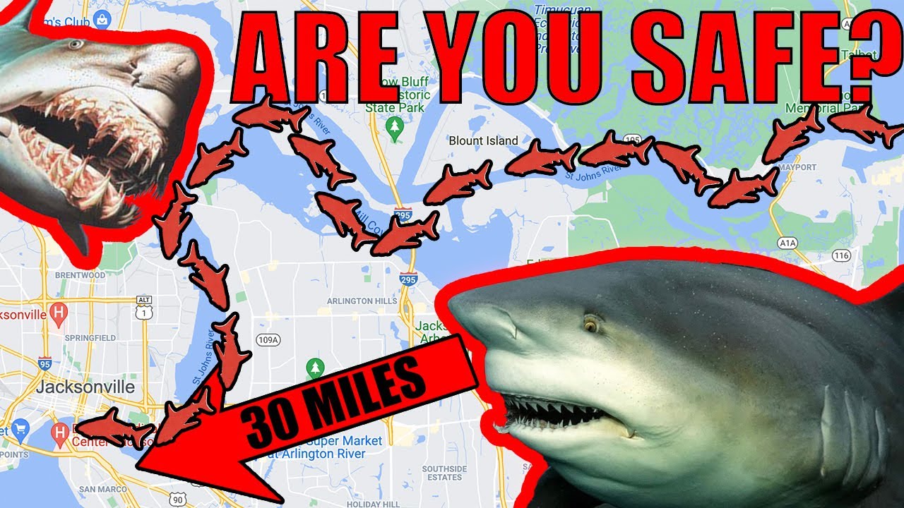 Are There Sharks In The St Johns River?