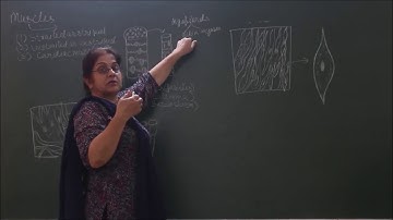 BioLec.No-IX -2-09 Muscular Tissue  Pradeep Kshetrapal Physics channel