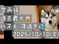 【株式投資と今週のハス夫(ハスキー犬)】含み損過去最大になりました😱/ハス夫･寝過ぎた💦