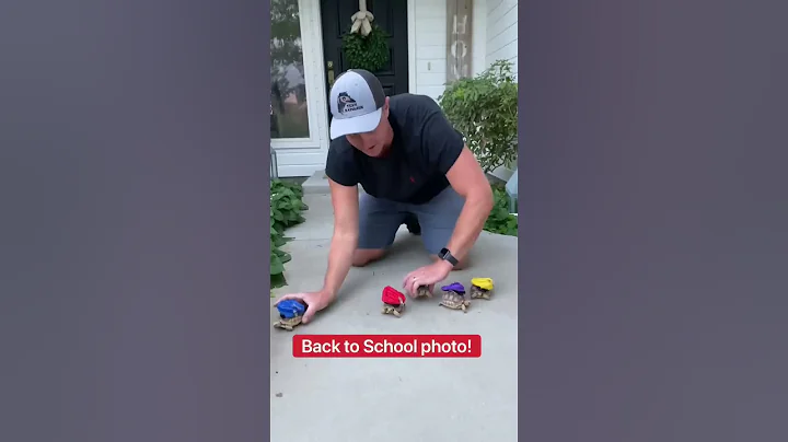 Baby Tortoises Go Back To School  #shorts #backtos...