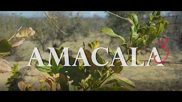AMACALA Part 3 | Short Film