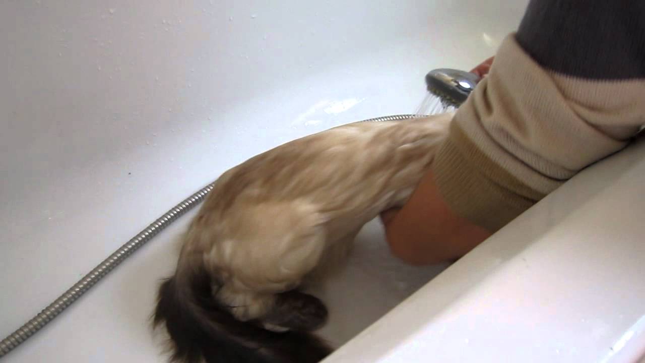 Bubsy My Ragdoll Cats Bath time part 2 YouTube