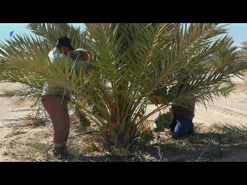 Iraq's date palms: rescuing a national icon | AFP