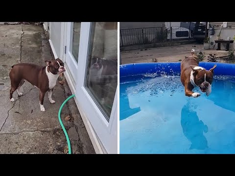 Video: Kunnen Boston Terriers zwemmen?