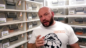 Breeding ball pythons: THE PROCESS