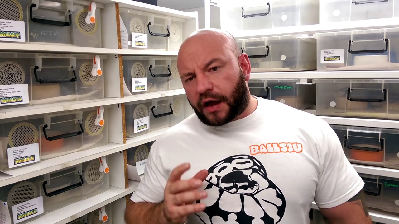 Breeding ball pythons: THE PROCESS - YouTube
