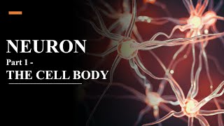 Neuron - Part 1 - The Cell Body