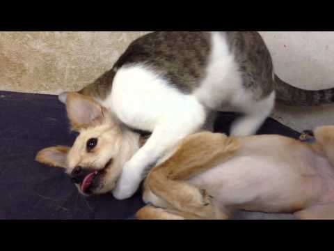 Cat "loves" dog