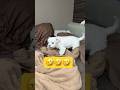 ママに見られるとこうなる🤣🤣🤣#shorts #可愛い犬 #マルチーズ