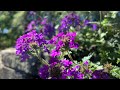 Flowers in bloom in April and new perennial garden additions!