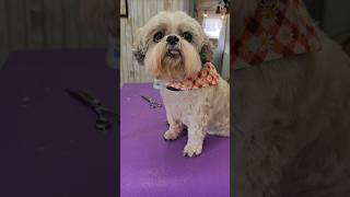 Adorable Shihtzu with mats in her ears. #groomer #dog