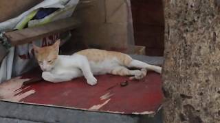 Cat loves to lick her paw