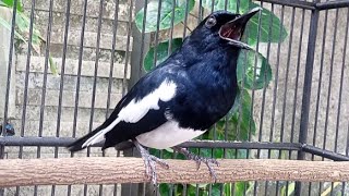 Download Lagu Terapi suara kacer ngeplong memancing kacer lain bunyi bikin nyaut, pancingan kacer dipagi hari! MP3