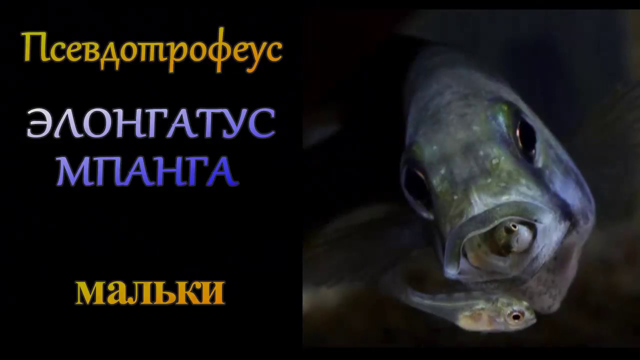 Псевдотрофеус Элонгатус Мпанга (мальки)