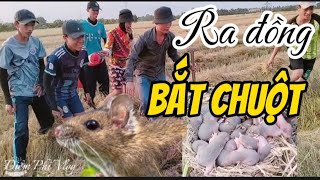 Ra đồng bắt chuột mùa cắt lúa, chuột mẹ chuột con hốt sạch