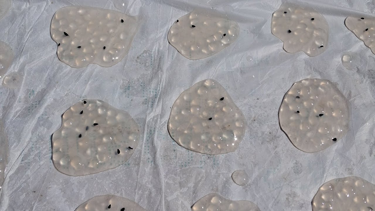 100 se bhi jayada sabudana tasty papad recipe aap bhi try kijiye.