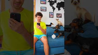 Mis perritos se portan mal 😱😂😂 #perrosalchicha