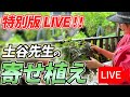 《冒頭に入荷情報》5月24日 土谷先生の寄せ植えをLIVEにてご紹介!八王子本店からお届けします!