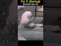 Dogs happy daily life #funny #dog #pets #happy #cutedog #humour #heartwarming #doglife #cute