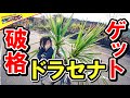 【観葉植物】 ドラセナニオイシュロランを破格でゲットだぜ！ #109 アガベ ココスヤシ ガーデニング リメイク鉢 ソテツ ドライガーデン ロックガーデン マルチング