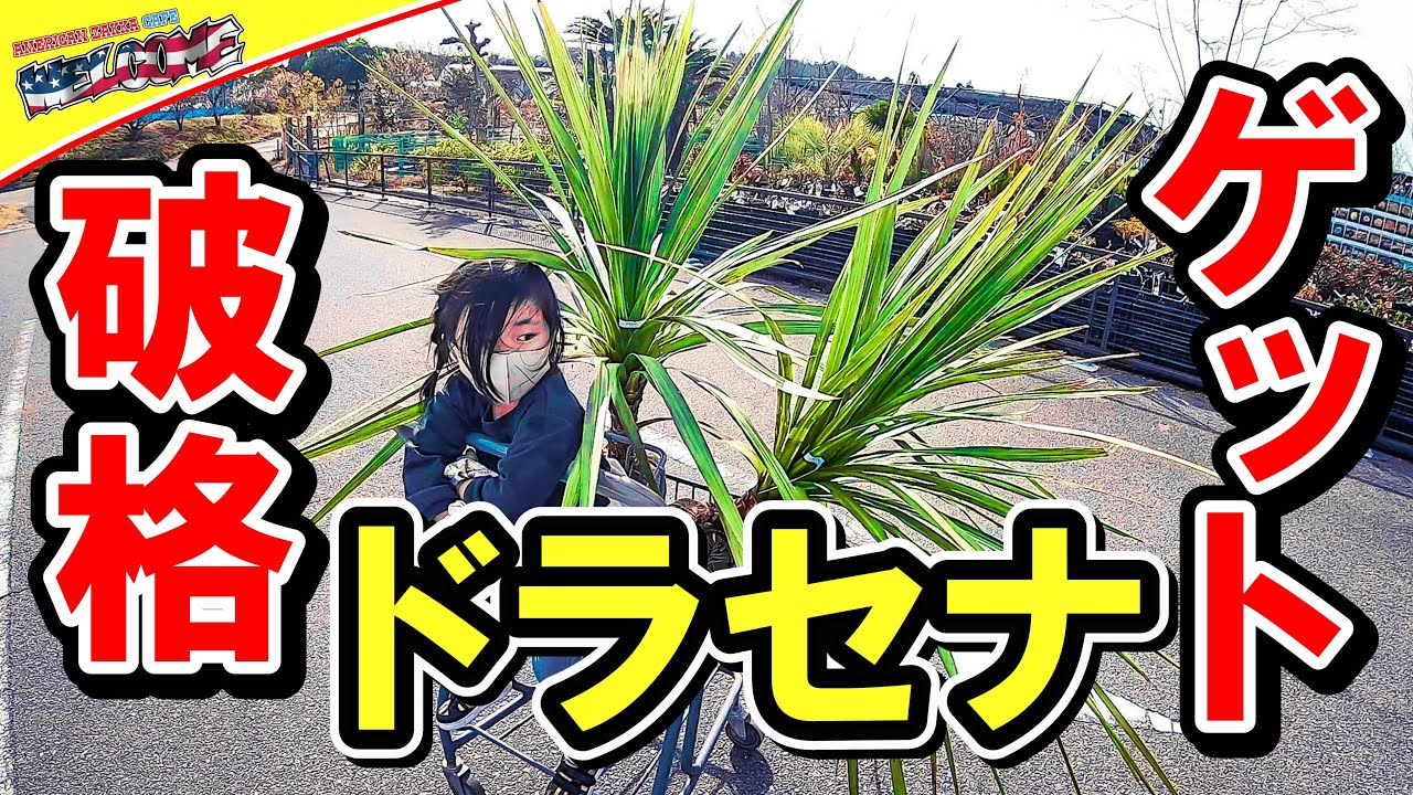 観葉植物】 ドラセナニオイシュロランを破格でゲットだぜ！ #109