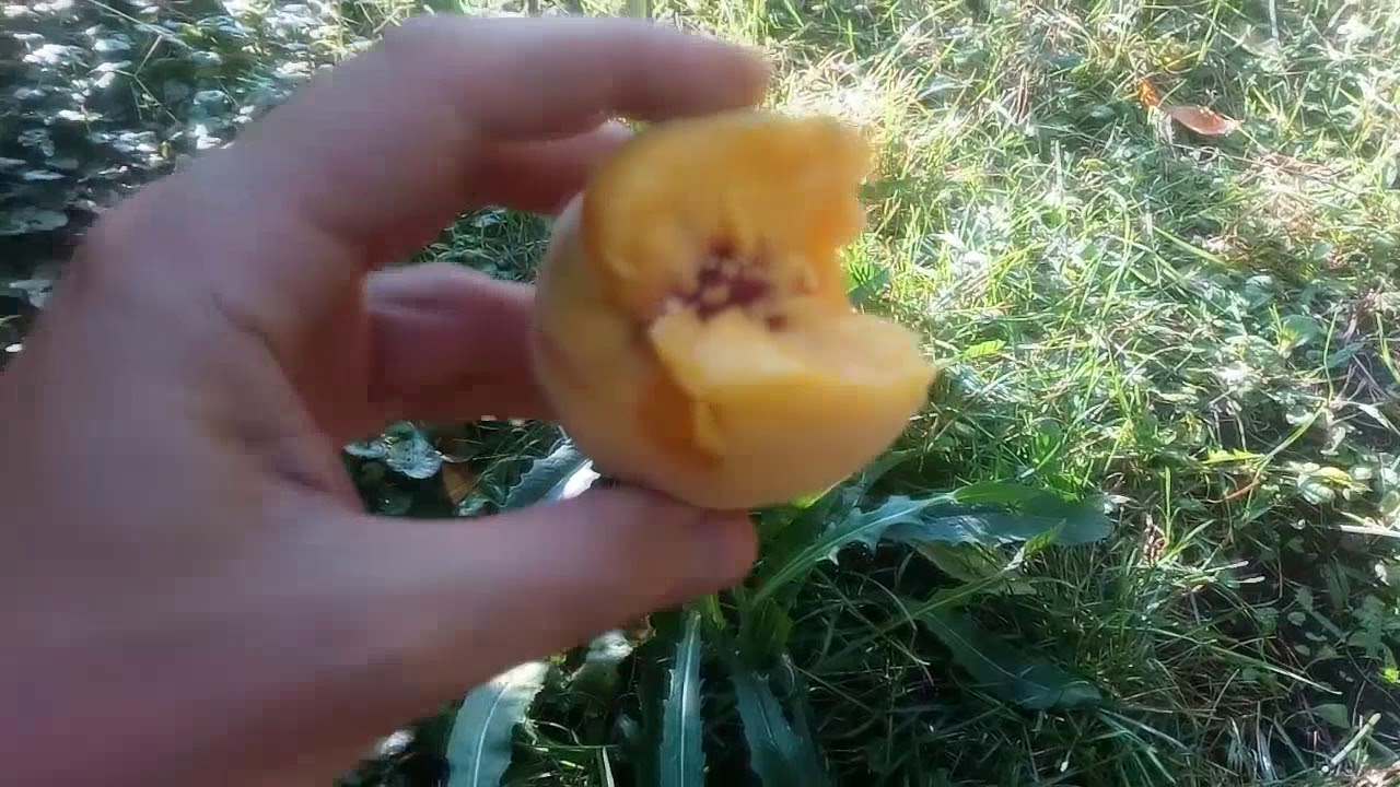 Персик Золотой Юбилей Фото