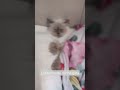 se um dia #gatos #gatinho #siamês #porfavornaoflopa #aiquefofo #fofo #preguiça #preguiçosa
